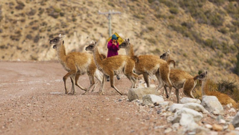 En Esquel, ante la falta de turistas los guanacos salen a dar un paseo