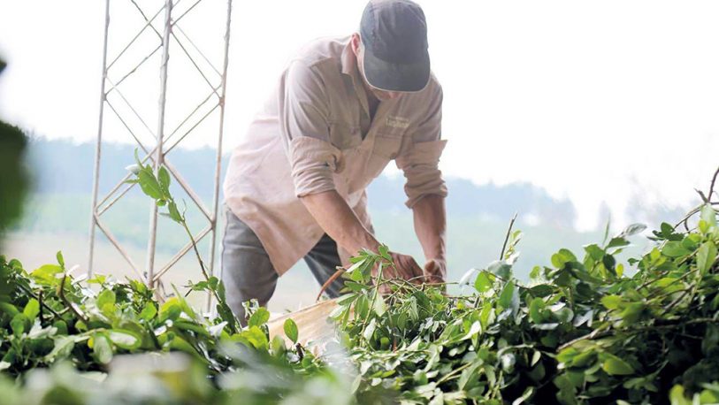 Productores de yerba amenazan con no iniciar la cosecha ante falta de recomposición de precios
