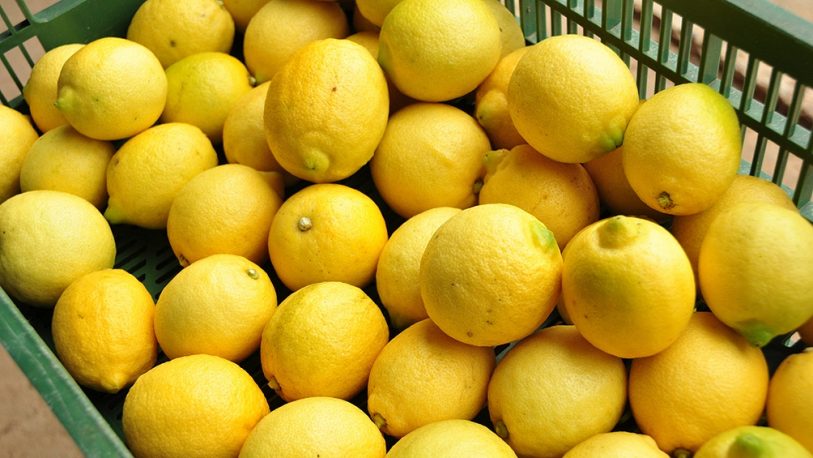 Conocé los beneficios y propiedades del limón