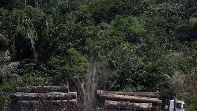 Alertan sobre la deforestación amazónica