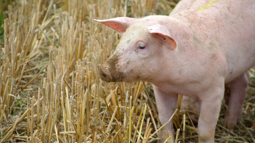 Detectaron el primer caso humano de una cepa de gripe similar a un virus que circula en cerdos