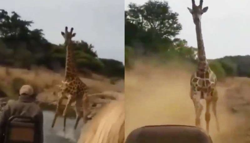 Una jirafa persiguió a un auto y se volvió viral