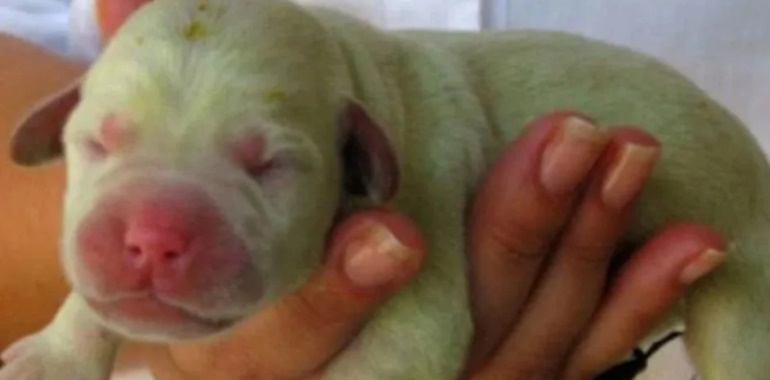 San Pedro: nació un perro verde y es furor en las redes