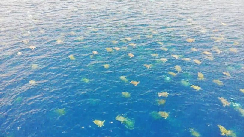 Miles de tortugas marinas se dirigen a una isla para desovar