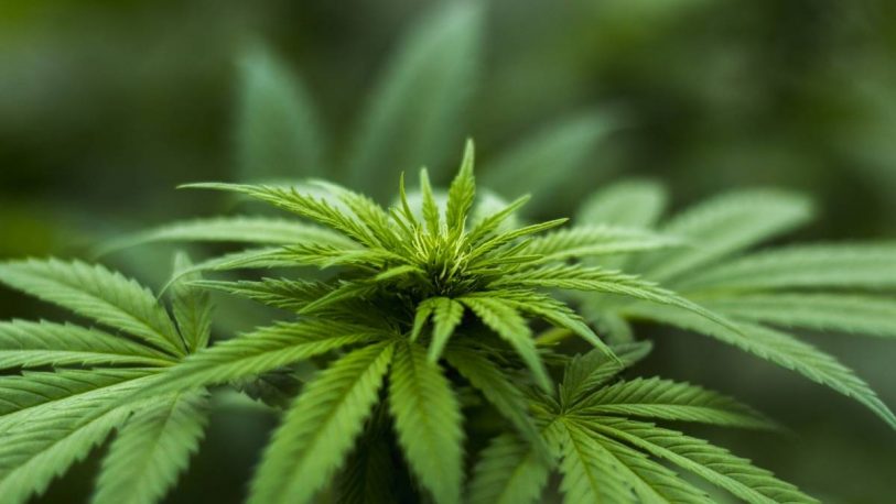 Corrientes tendrá instituto del Cannabis Medicinal