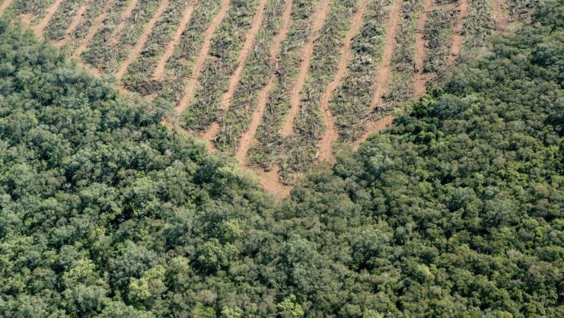 En los últimos 20 años, se perdieron 6,5 millones de hectáreas de bosque nativo en la Argentina