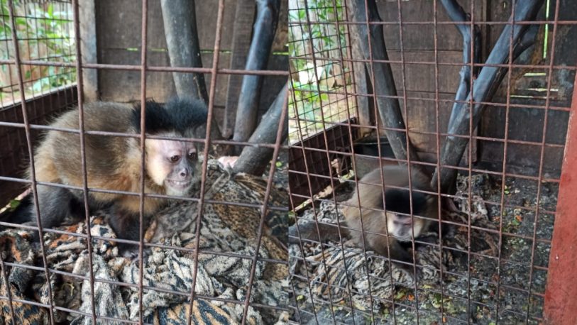 Rescataron a un mono “Tití” cautivo en una vivienda de Montecarlo