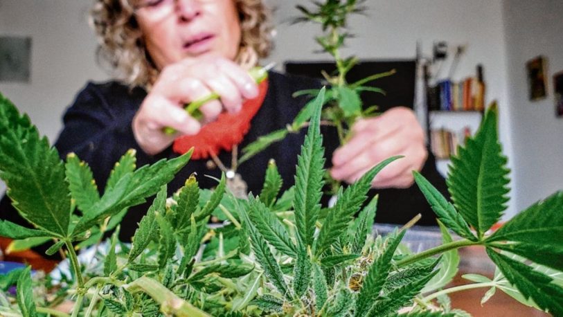 Cannabis medicinal: cuántas plantas se podrán tener y cómo registrarse