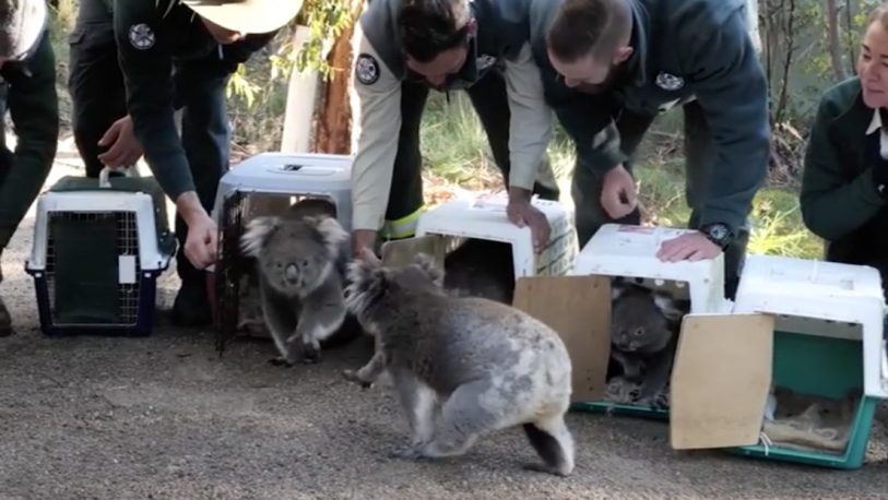 Australia: Llevan de regreso al bosque a los koalas que fueron evacuados por los incendios