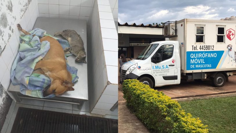 Muerte de mascotas en el Imusa: abrieron una investigación interna