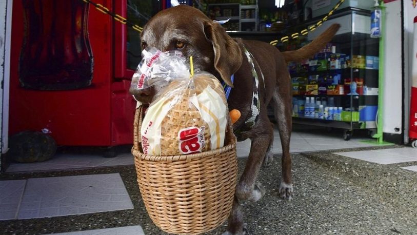 El “perro delivery” de una despensa que se volvió viral