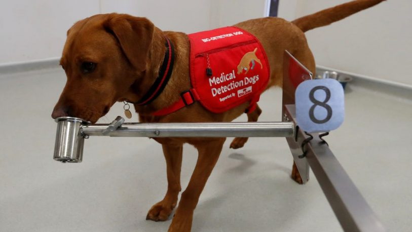 Confirman que Argentina utilizará perros para la detección de coronavirus