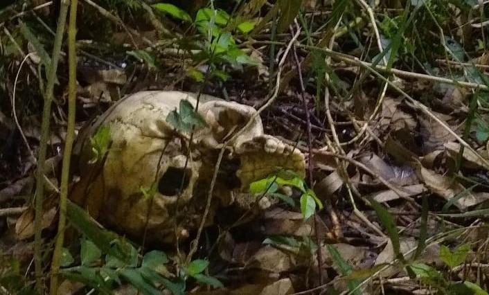 Hallaron restos óseos detrás de una estación de servicio
