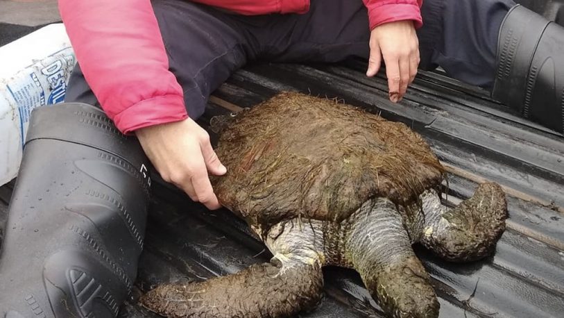 Rescataron un ejemplar de tortuga verde, en peligro de extinción