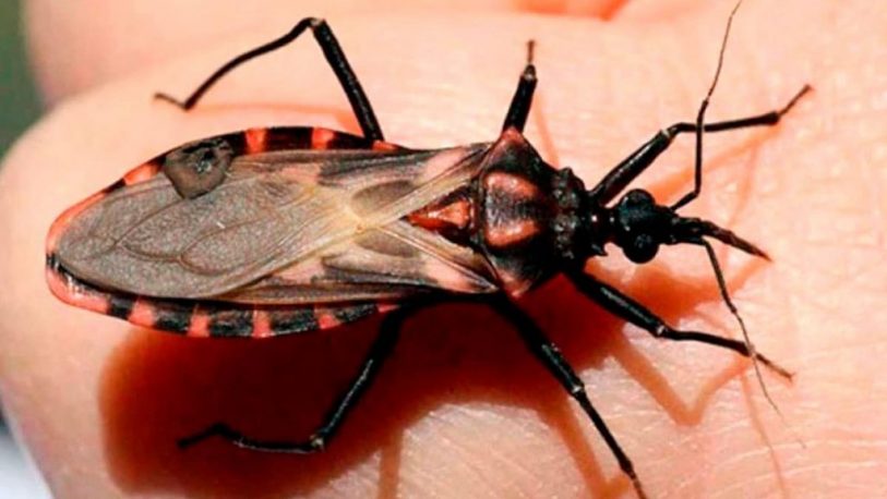 Anunciaron la reglamentación de la Ley de Prevención y Control del Chagas