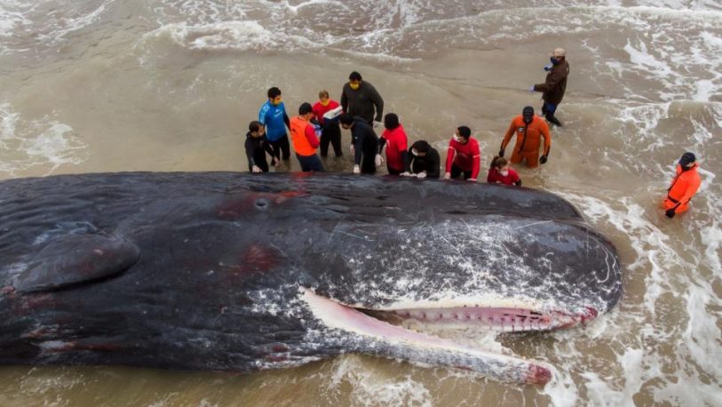 Murió enorme ballena encallada cerca de Mar del Plata