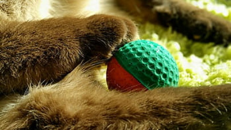 Un gato atrapa todas las pelotas que le lanza su dueña y se hace viral