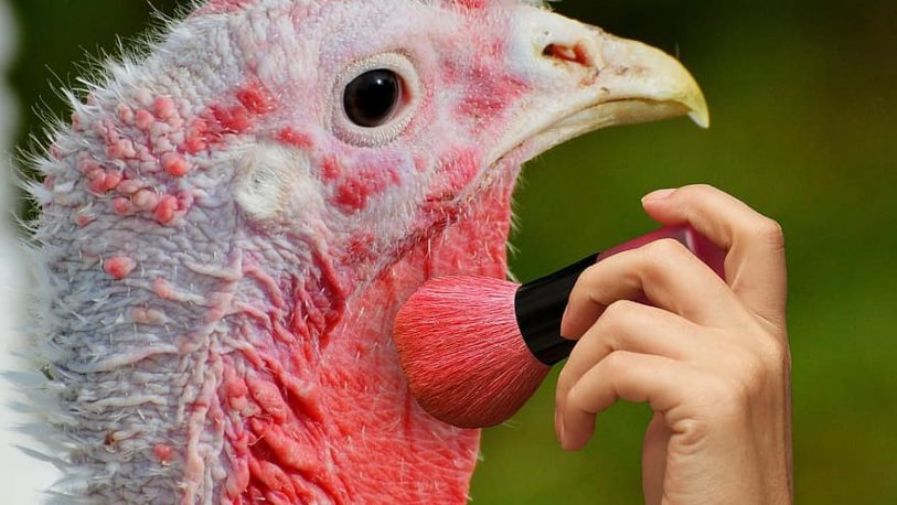Colombia es el primer país latinoamericano en prohibir pruebas de cosméticos en animales