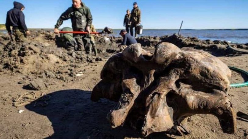 Hallan el esqueleto intacto de un mamut en el deshielo del permafrost