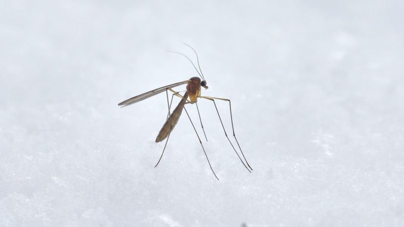 Planean liberar 750 millones de mosquitos modificados genéticamente