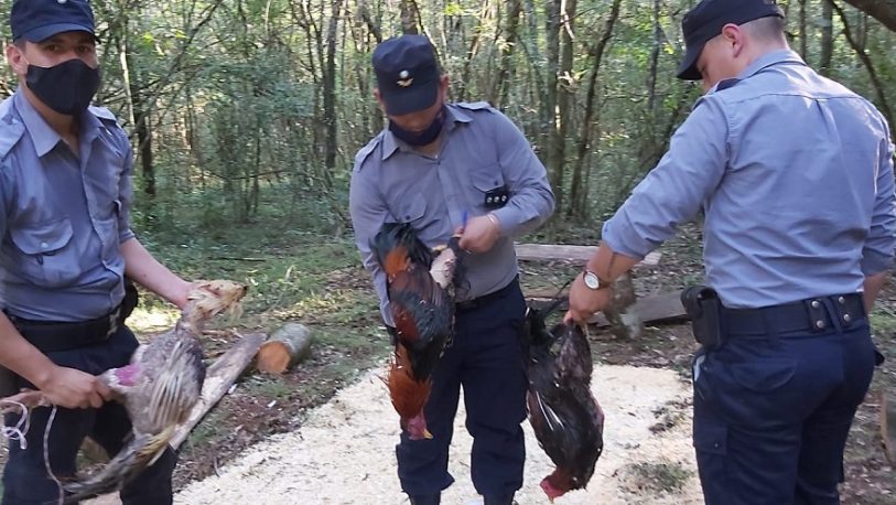 Itacaruaré: Desarticularon una riña de gallos y detuvieron a cinco hombres