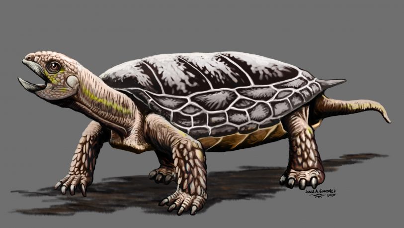 Descubren una nueva tortuga de unos 205 millones de años de antigüedad