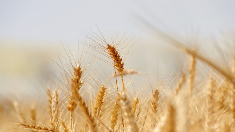 A causa de la sequía, dejarán de cosecharse 830 mil hectáreas de trigo