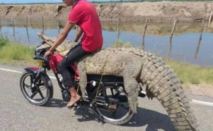 Robó un cocodrilo gigante y se lo llevó atado en una moto