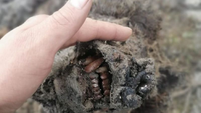 Siberia: descubrieron el cuerpo casi intacto de un oso extinto hace 15 mil años