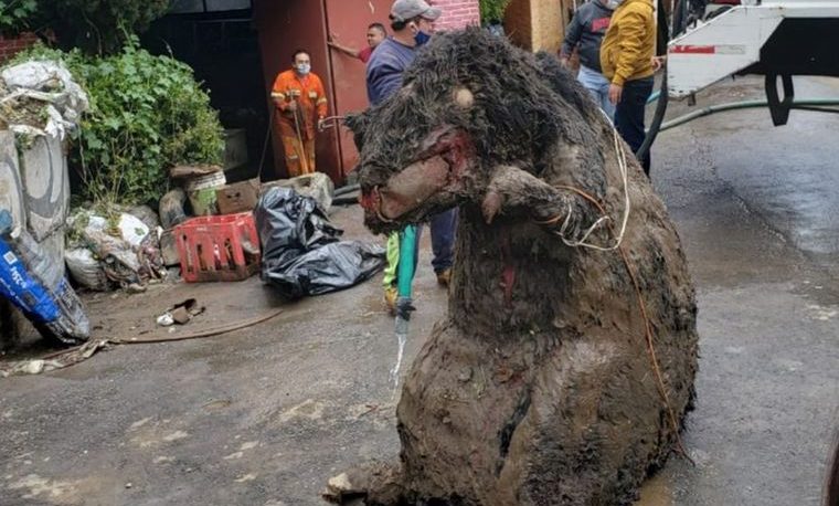Encontraron una “rata gigante” en una alcantarilla de México