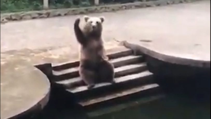 El video de un oso saludando que se volvió viral