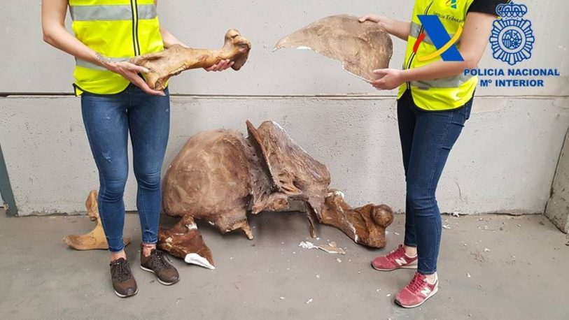 Frustran contrabando de 100 piezas de fósiles de dinosaurios a España