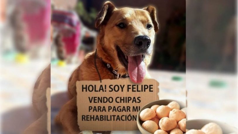 Felipe, el perro que “vende chipas” para recuperarse y se hizo viral