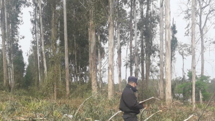 Trabajador muere aplastado por un eucalipto en Garuhapé-Mí