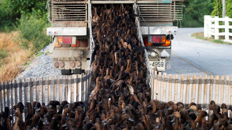 Tailandia: 10.000 patos fueron a un campo de arroz para una misión de limpieza