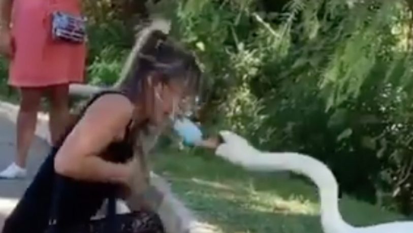 Un cisne le pone una mascarilla a una mujer y se volvió viral