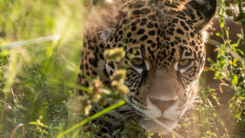 Buscan sacar al yaguareté de la lista de especies en riesgo de extinción en el Chaco