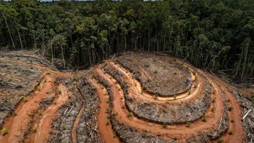 Un 40% de la Amazonía está en riesgo de convertirse en una sabana, según estudio