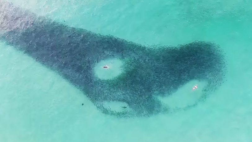Un dron grabó a varios tiburones a pocos metros de bañistas