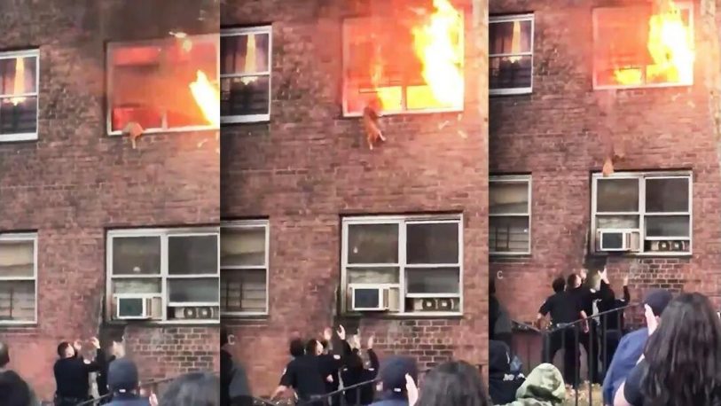 Gatito saltó desde un edificio en llamas en New York