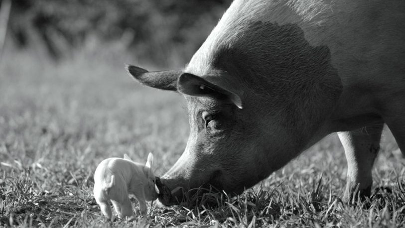 Un documental centrado en un cerdo es consagrado por el público