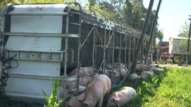 Un camión que transportaba cerdos volcó y la gente los carneó en la calle