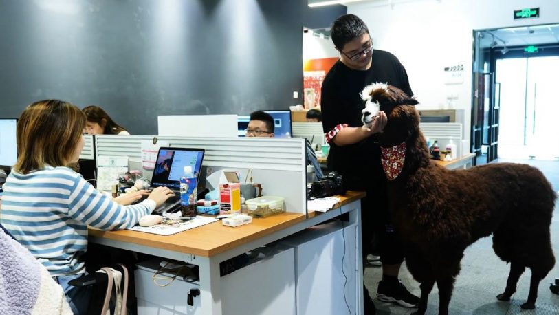 Empresa “contrata” a una alpaca para “desestresar” a sus empleados
