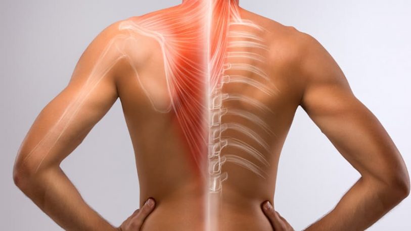Columna vertebral: el principal problema es el aplastamiento
