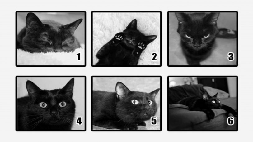 ¿Qué gato elegís?: el test psicológico que saca a la luz tu mayor miedo
