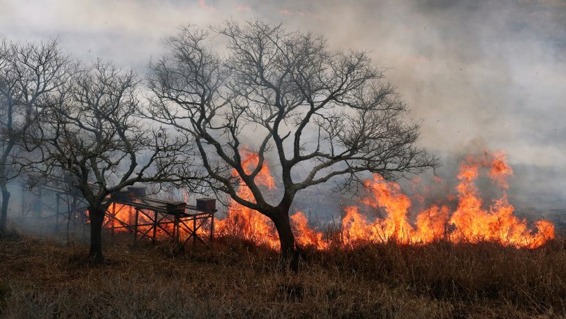 Delta del Paraná: el fuego arrasó 300 mil hectáreas