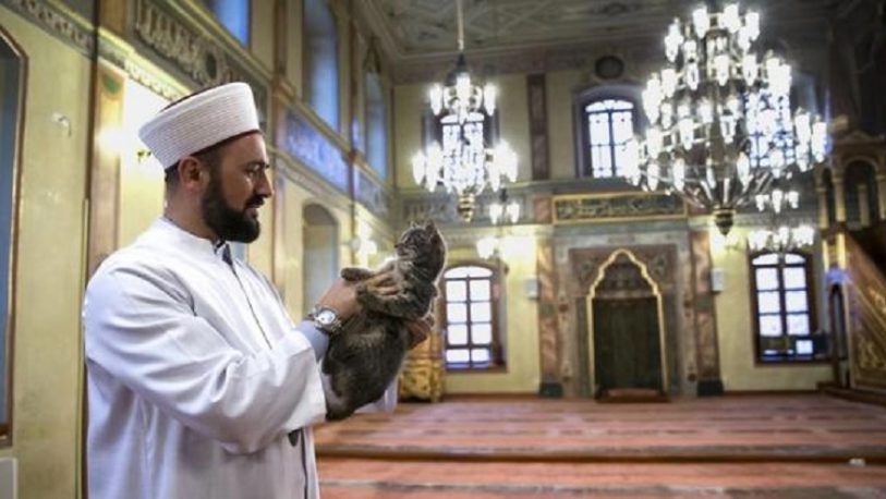Los musulmanes y su gran afecto hacia los gatos
