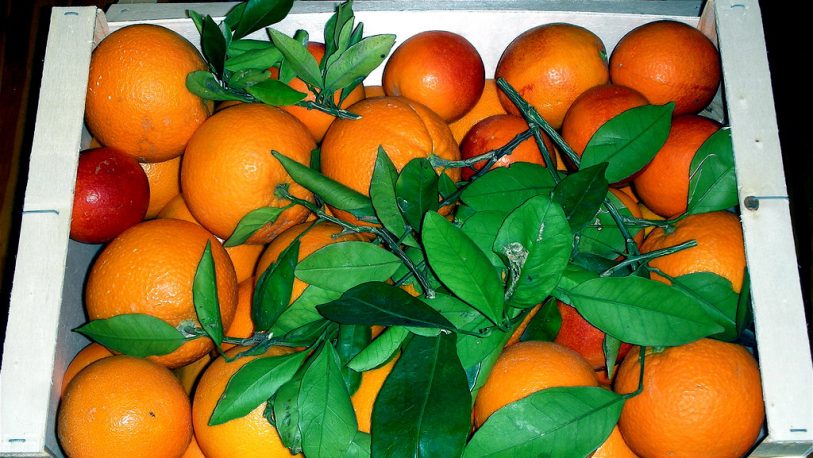 Economías regionales: más del 42% del precio de la naranja son impuestos