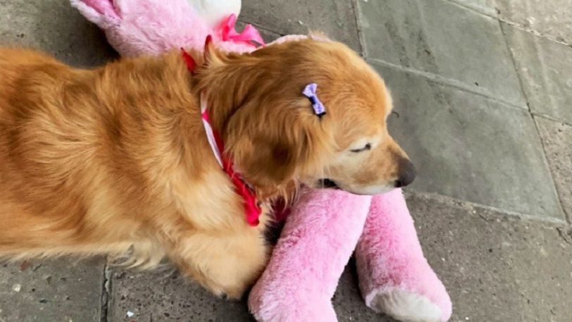 Olivia, la perra que pasea con sus peluches que se volvió viral