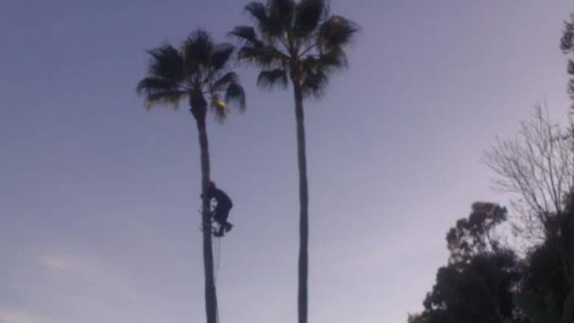 Impactante video de un hombre mientras podaba una enorme palmera